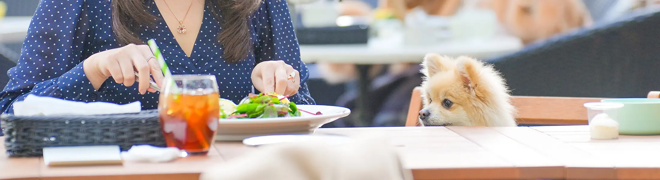 あなたの施設・お店で犬の専門家によるイベントを開催しませんか?